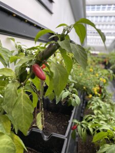 Der Welthunger-Index 2020/2021 - Daten aus 135 Länder verdeutlichen den Zustand