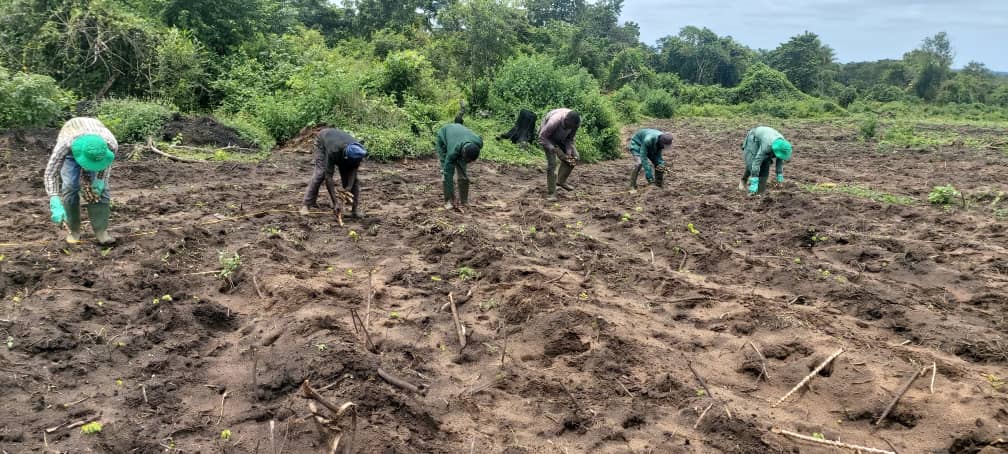 Nigeria Transformation der Landwirtschaft