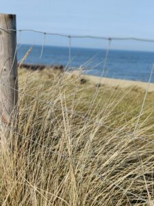 Niedersachsens Küsten: Möwengeschrei, Sonnenbaden, Ebbe und Flut